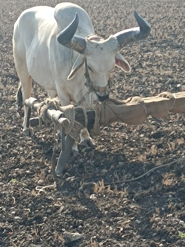 બળદ વેચવા નોસે