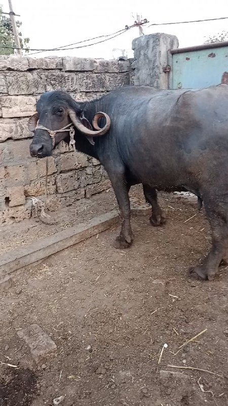 ભેંસ વેચવાની છે