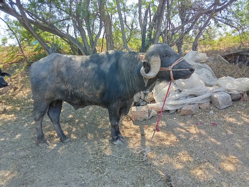 આ પાડો વેચવાનો...