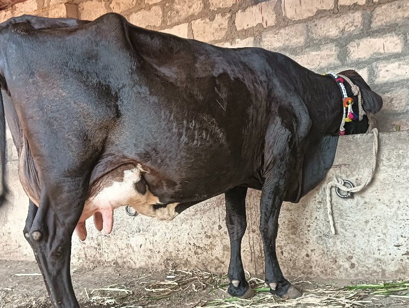 ગીર ક્રોસ ગાય વ...