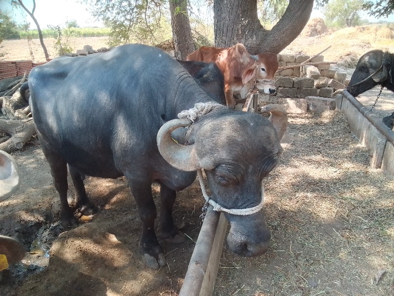 ભેંસ વેચવાની છે...