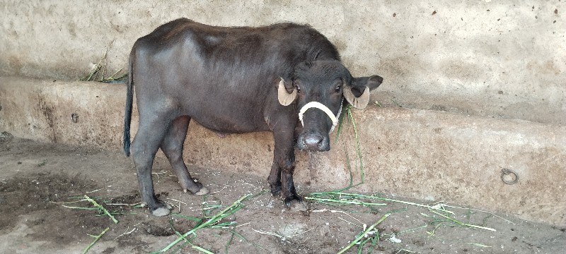 ખડેલી વેચવાની છ...