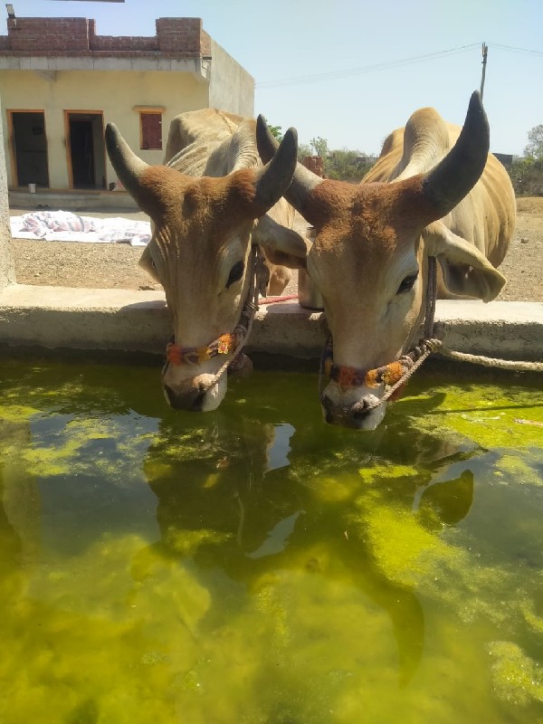 આઘોધલાનુસાટુ કર...