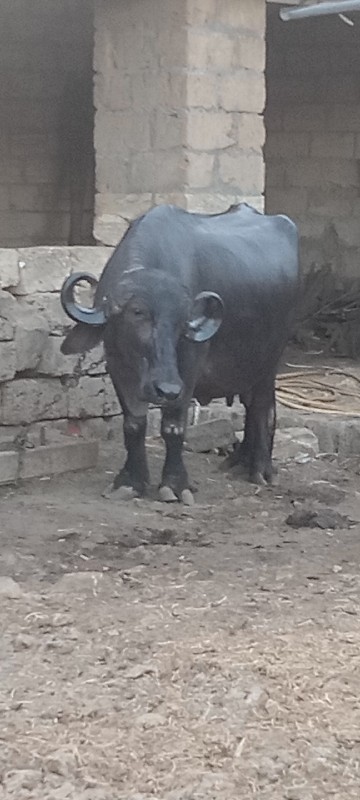 ભેંસ વેચવાની છે