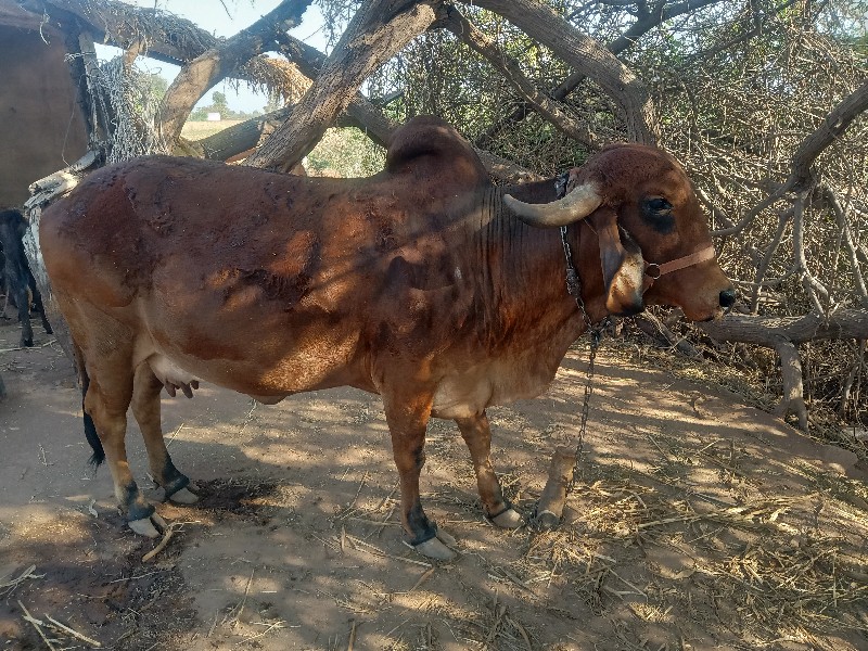 ર વેતર છે