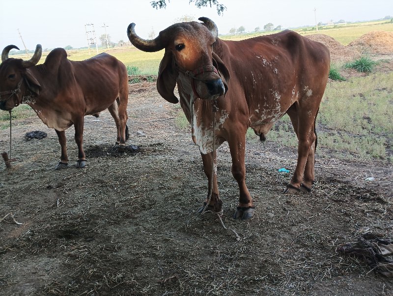 બલદ બેસવાનો સે