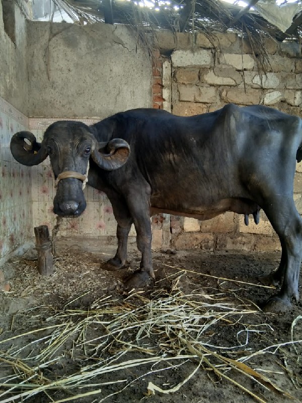 ભેંસ વેચવાની છે