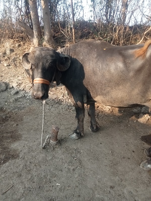 ભેંસ વેચવાની છે