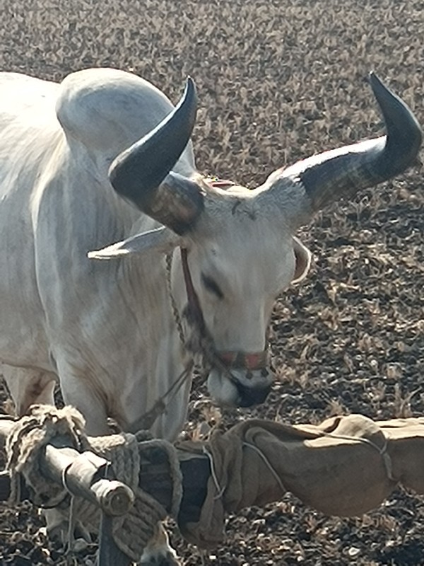બળદ વેચવા નોસે