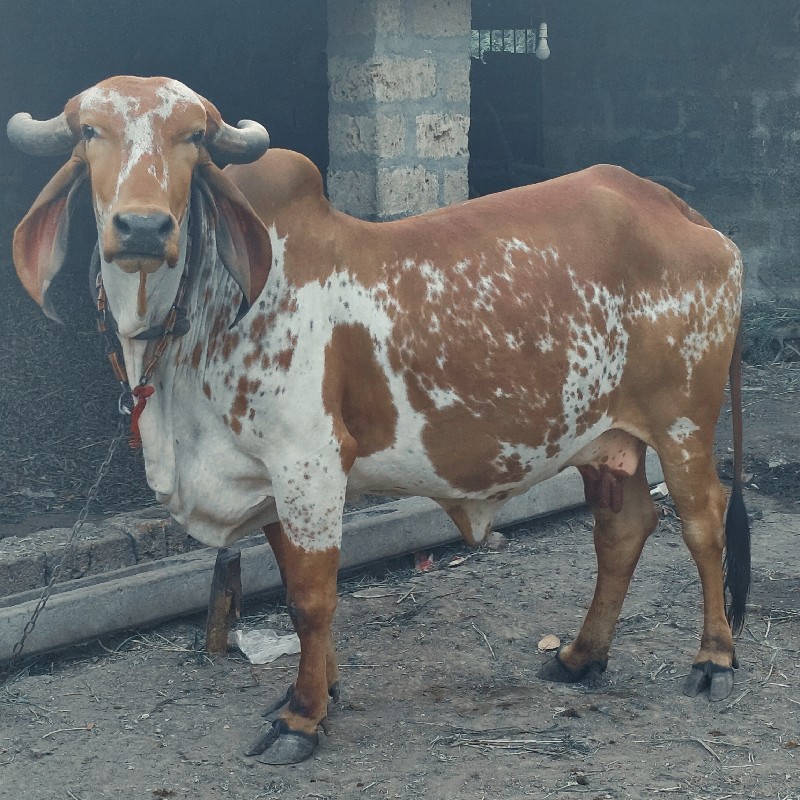 ગીર ગાય વેચવા ન...