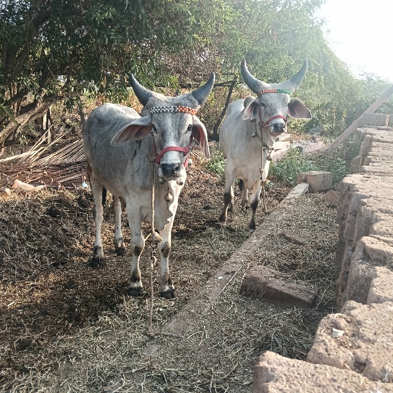 ગોઢલા વેચવા ના...