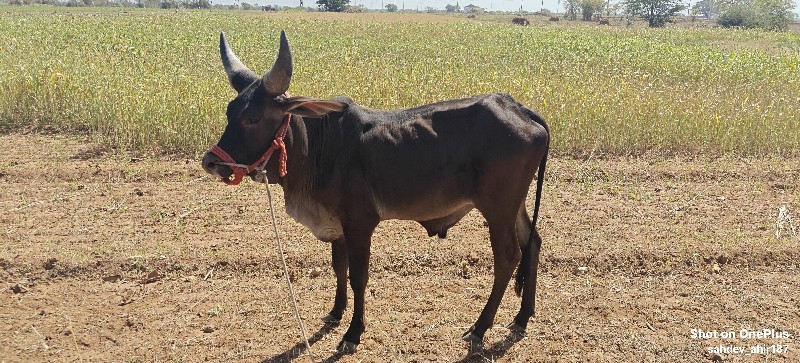 ગોદલો જંબુડો