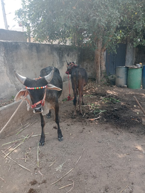 બળદ દેવાના છે