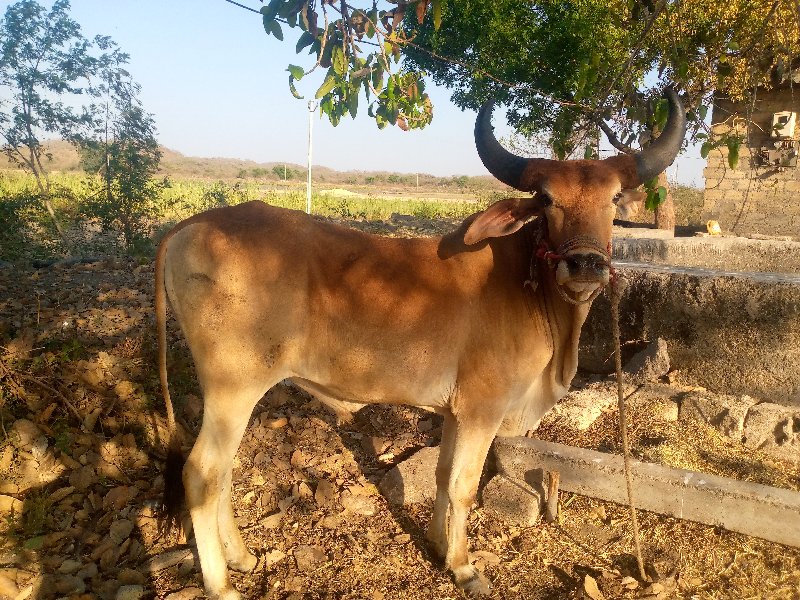 સોમાતવસરા