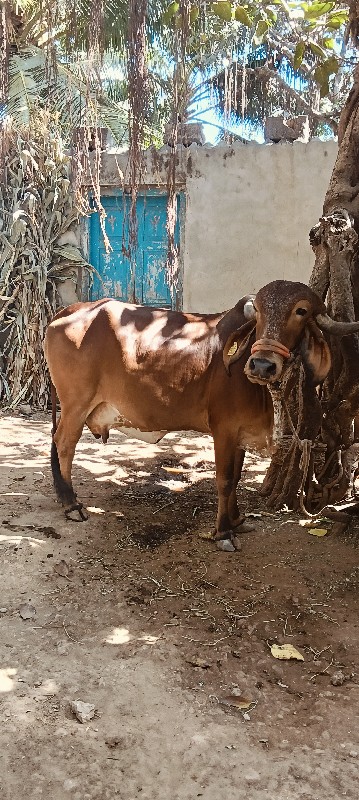 ગાય