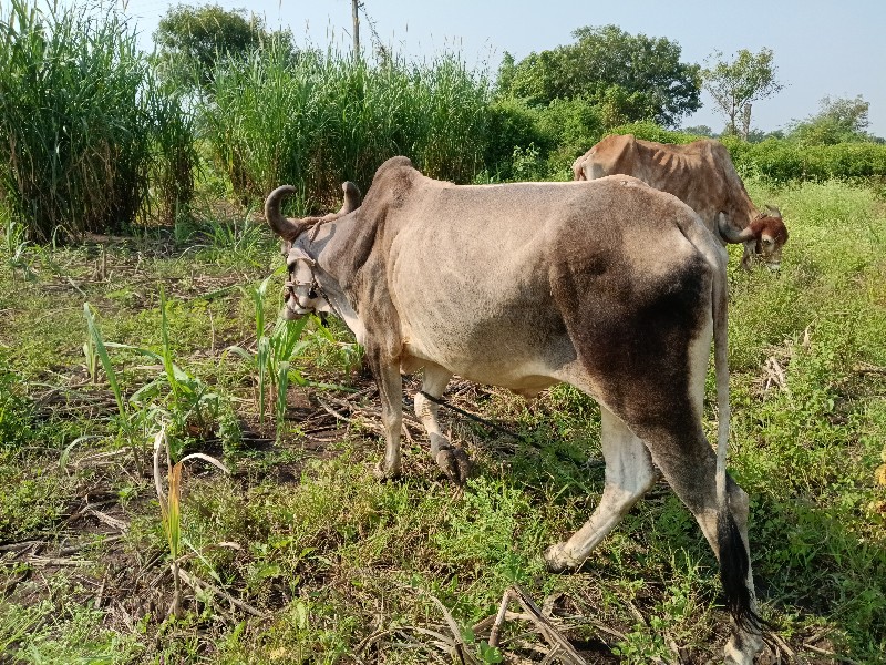 વાછડો બળદ એક વા...