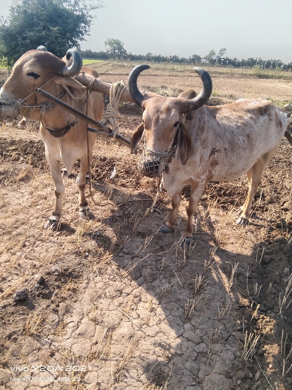 બળદ વેચવા ના સે