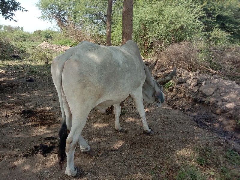 ઞોઢલો