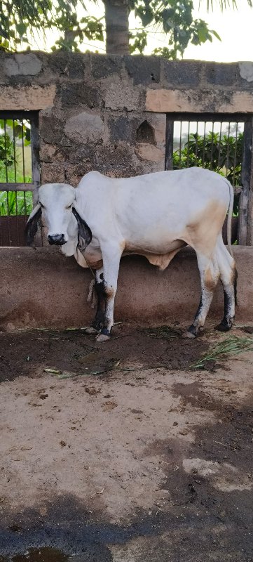 વાસડો વેસવાનો છ...