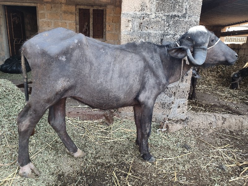 (3)  વેશવાની છે...