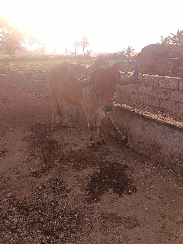 બળદ વેચવાનો છે