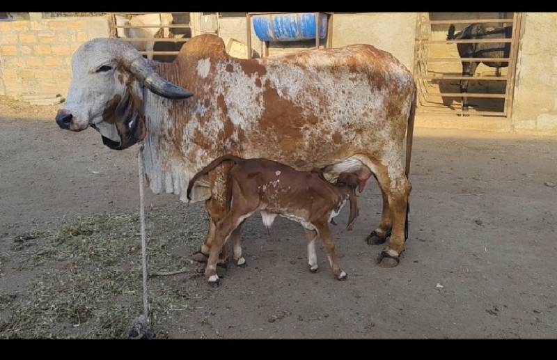 ઓરીજનલ ગીર ગાય...