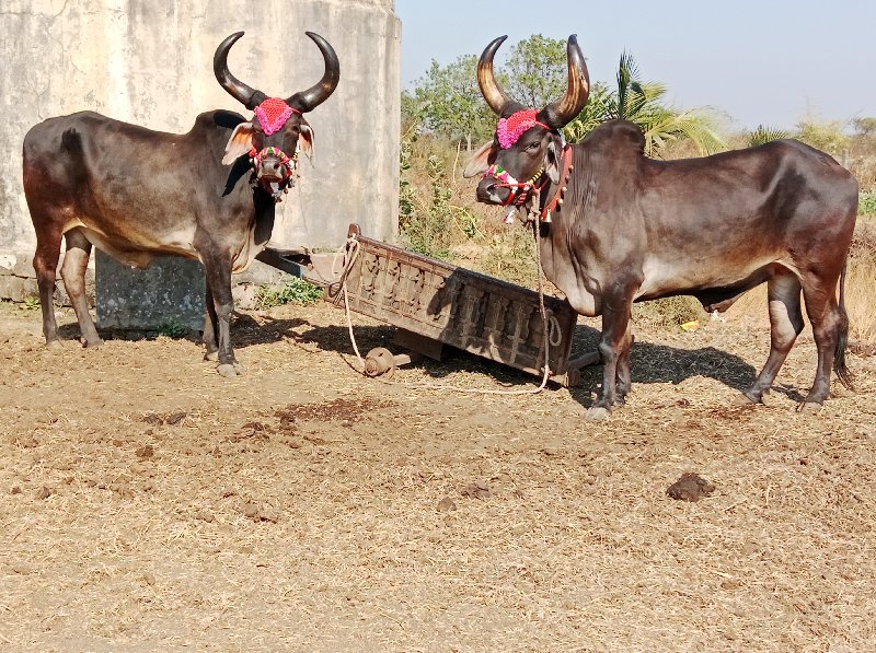 બળદ વેચવાના છે