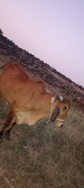 ગીરગાય