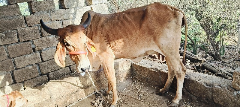 ગાય વેચવાની છે