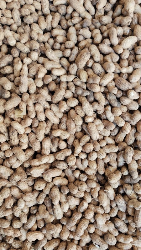 ગિરનાર 4
