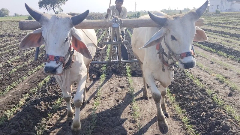 બળદ વેચવાના શે