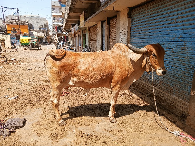 ૧ વેતર લંબાઈ ઊં...