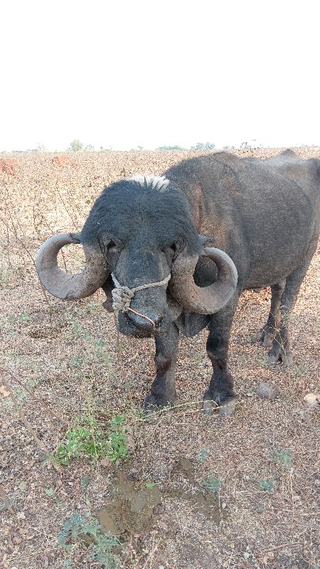 પાડૉ વેચવાનો છે