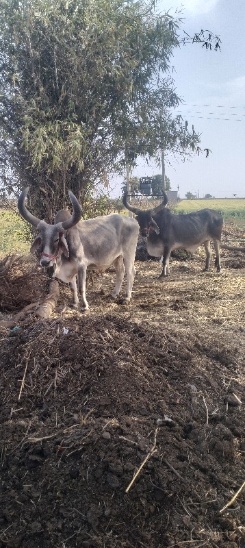 આહિર વિપુલ ભાઈ...