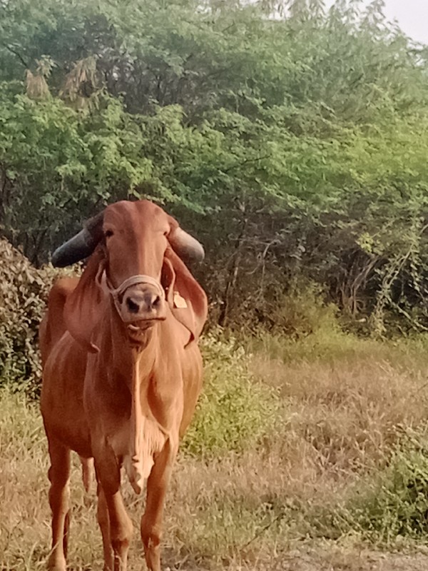 ગીર ગાય વેચવાની...