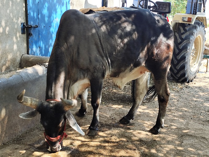 ગોઢલો વેસવાનો છ...