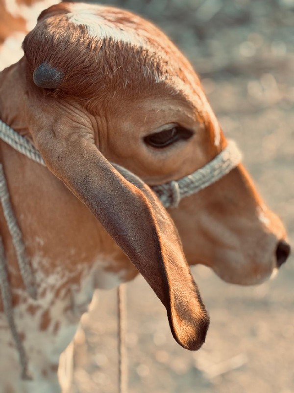 ગાય