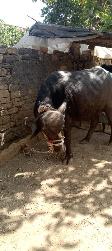 ભેંશ..દેવાની