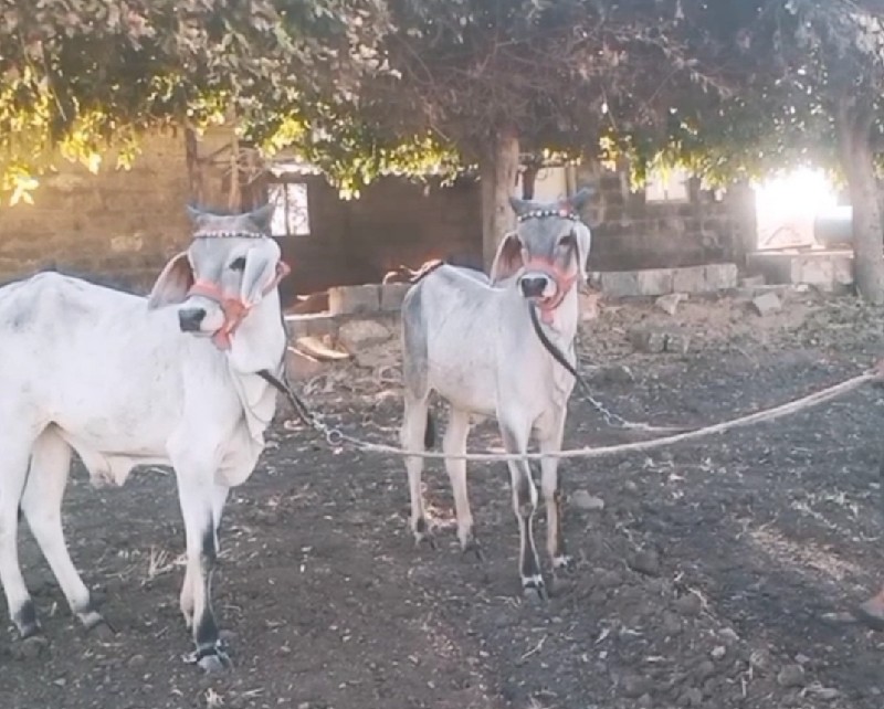ગોઢલા વેસવા ના...