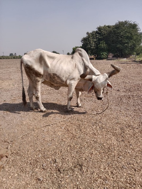 બળદ વેચવાના છે