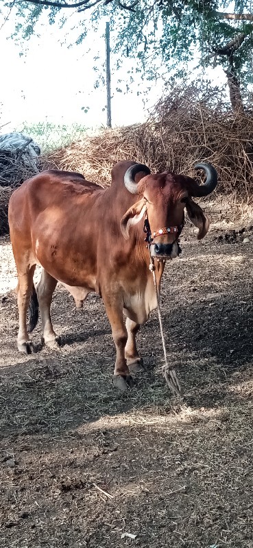 તમામ