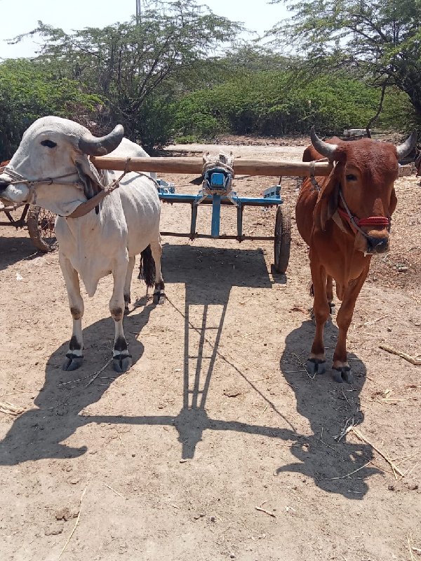 24000 રૂપિયા કિ...