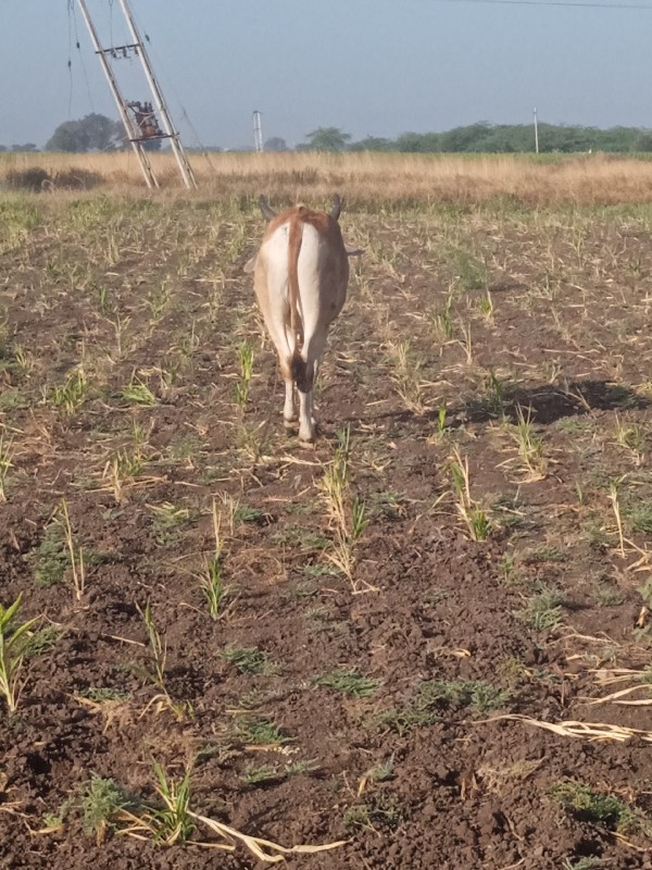 વેચવાના છે