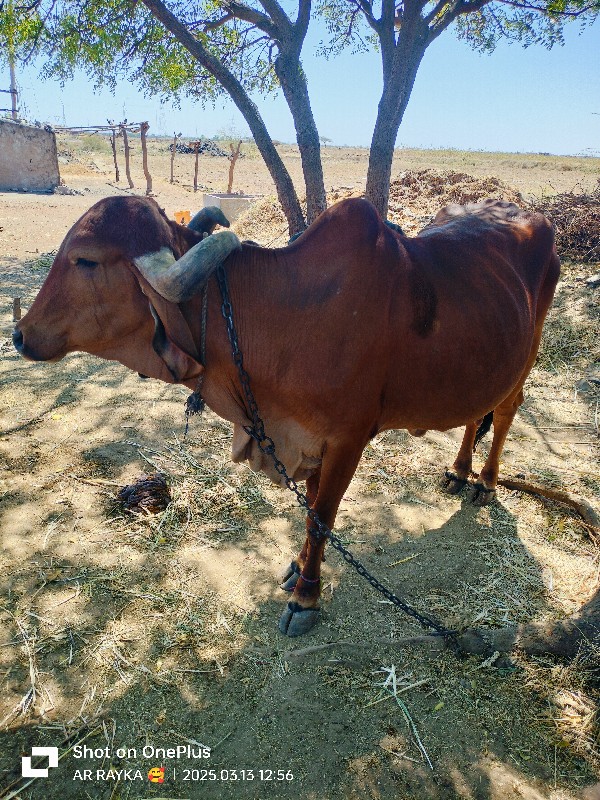 વેચવાની છે