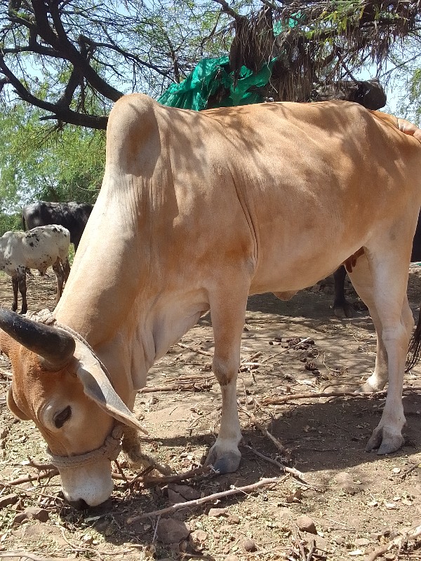 ગાય વેચવાની છે