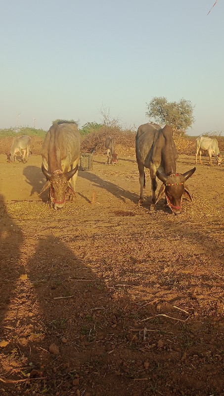 ગોઢલા વેચવાના છ...