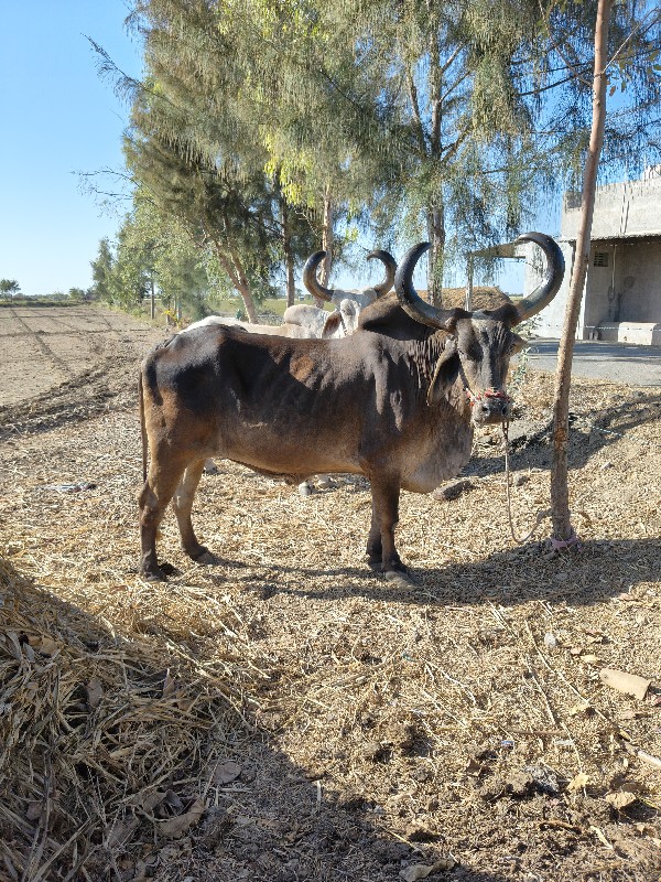 એકબડવેચવાનોછે