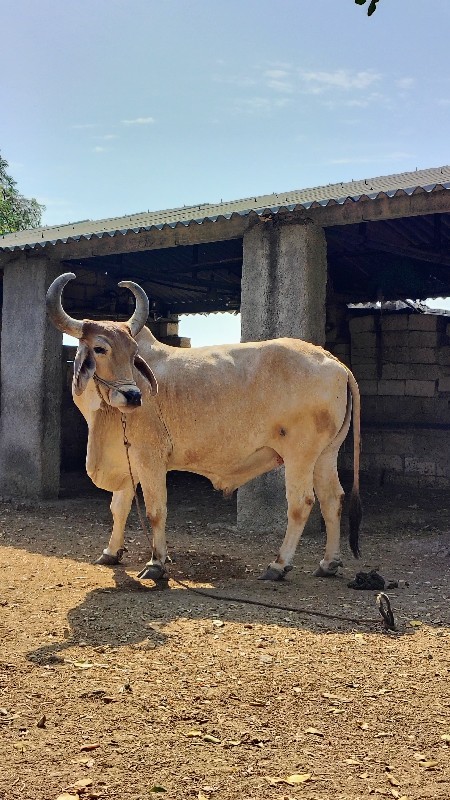 ગોધલા વેચવાના છ...