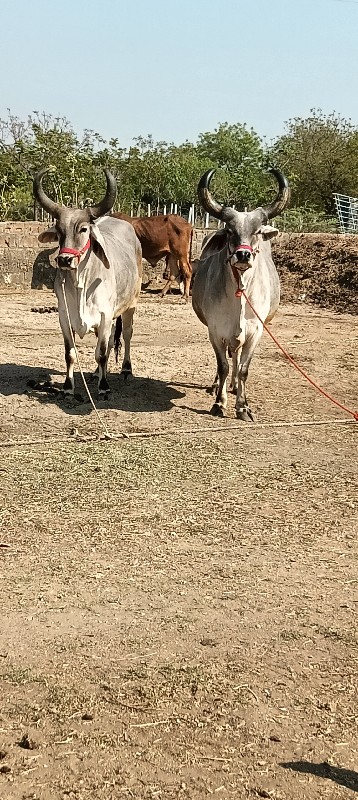 બળદ વેચવાના છે