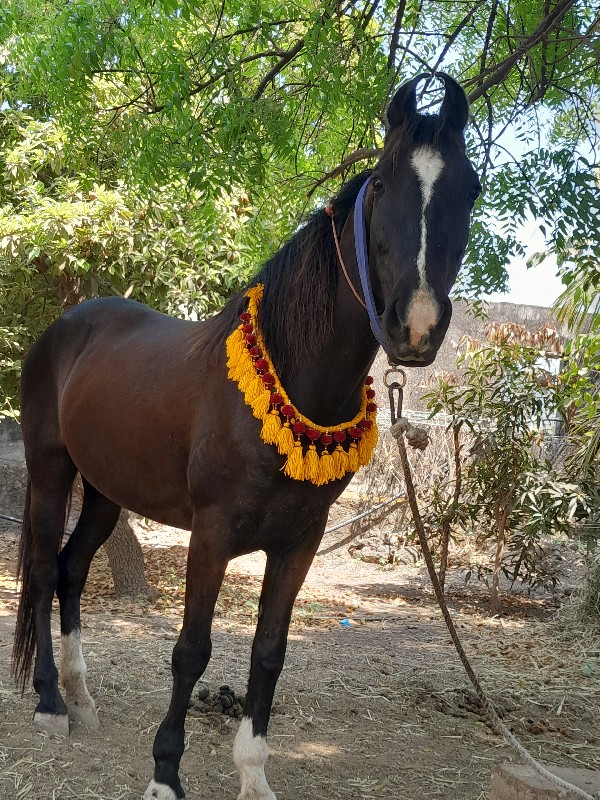 આ ઘૉળી વેચવાની...